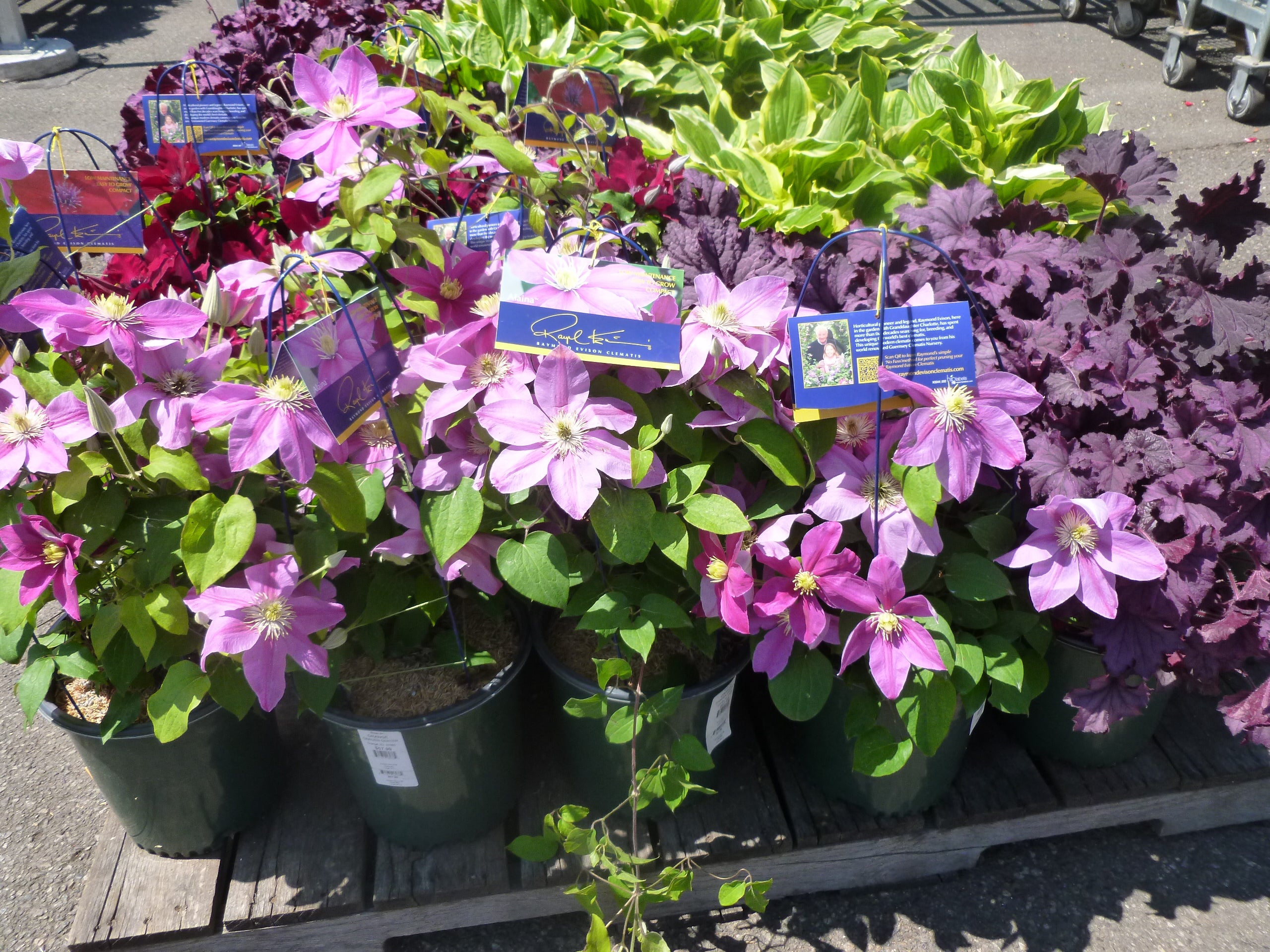 clematis GUEST_698d40af-4f60-4c3c-bfb4-