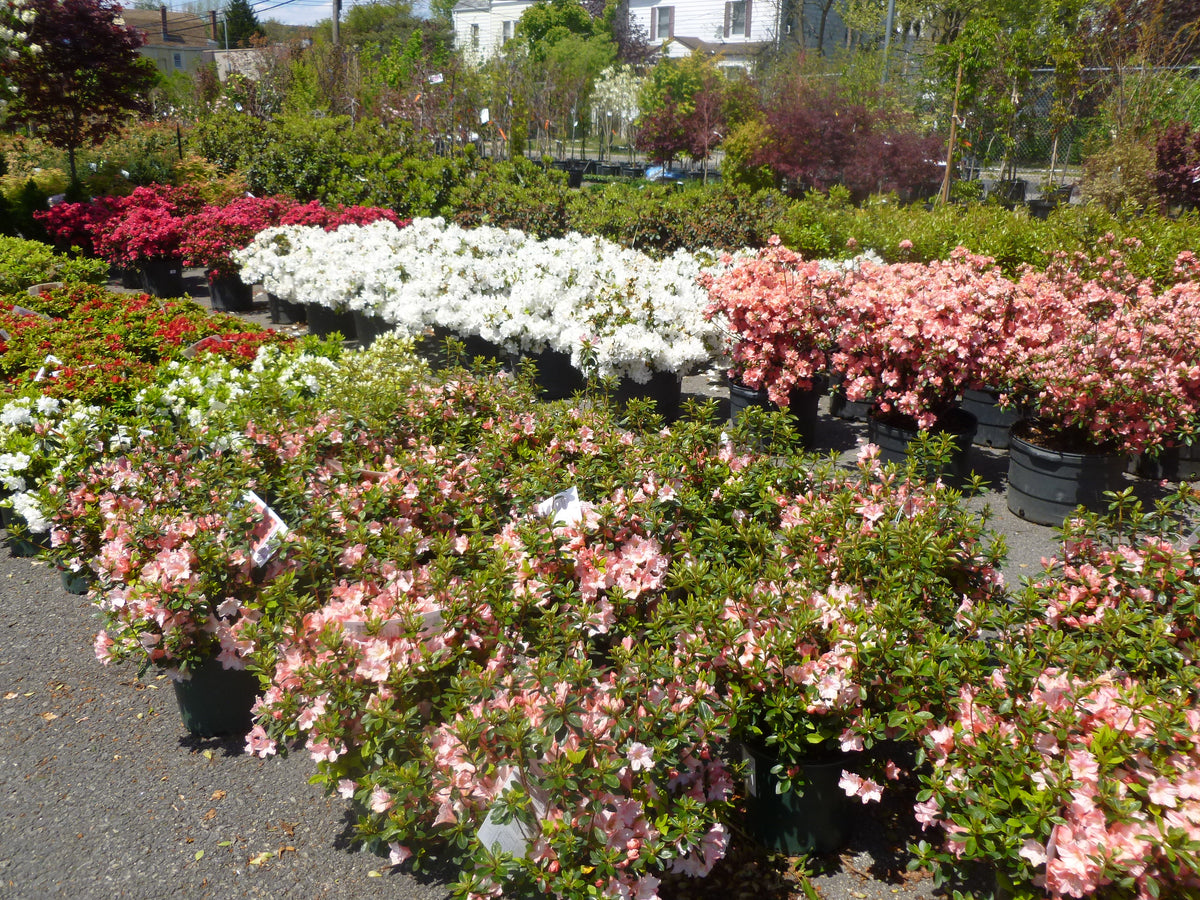 RED AZALEA