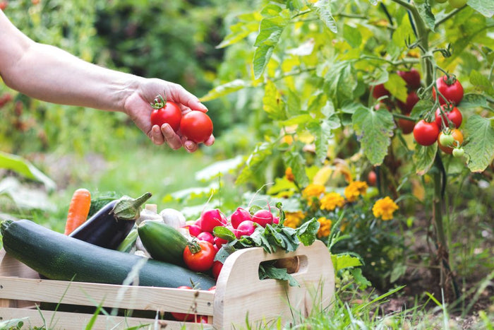 ORGANIC GARDEN PLANTS