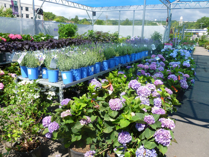 BLOOMSTRUCK RE-BLOOMING HYDRANGEA