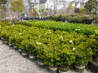 GREEN MOUNTAIN BOXWOOD