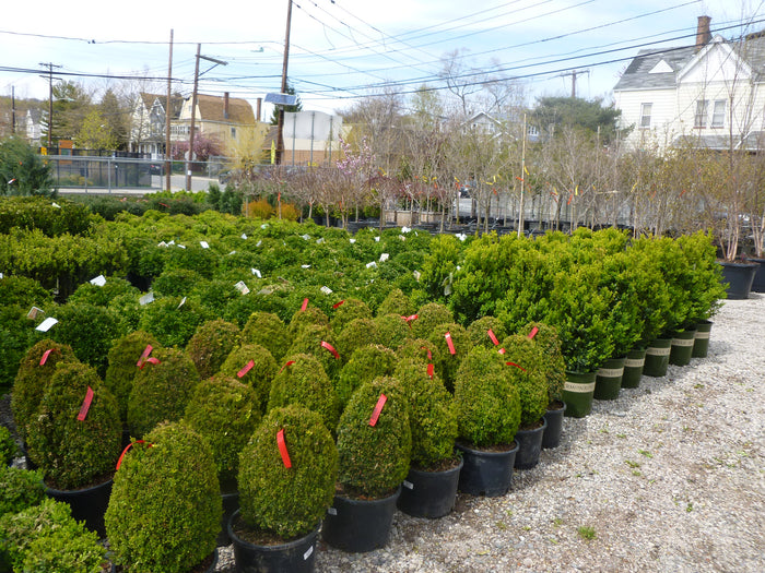 GREEN VELVET BOXWOOD