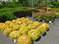 GOLD SPIREA