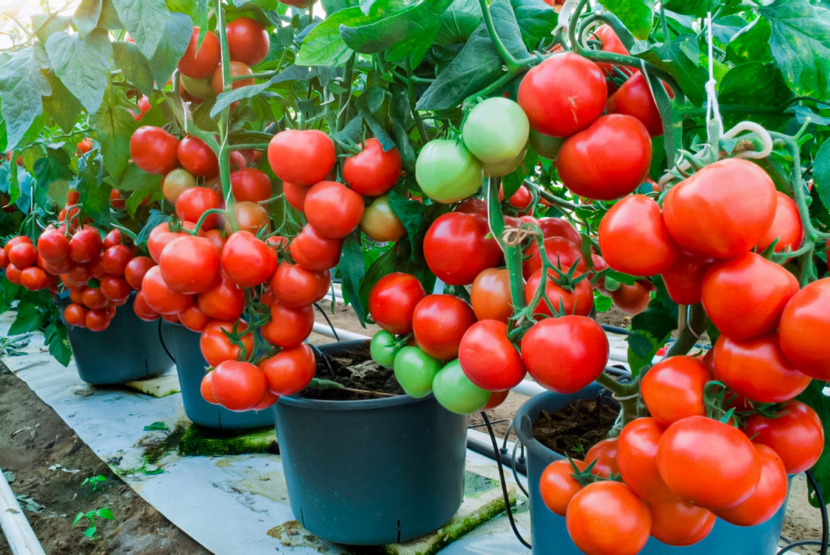 TOMATO AND VEGETABLE PLANTS