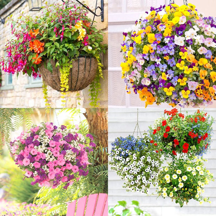 HANGING BASKETS - COMBO BASKETS