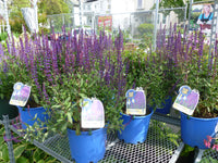 PERENNIAL FLOWERS - BLUE SALVIA