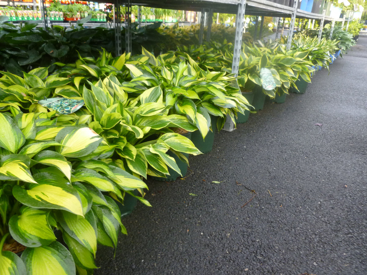 PERENNIAL FLOWERS - SHADE LOVING