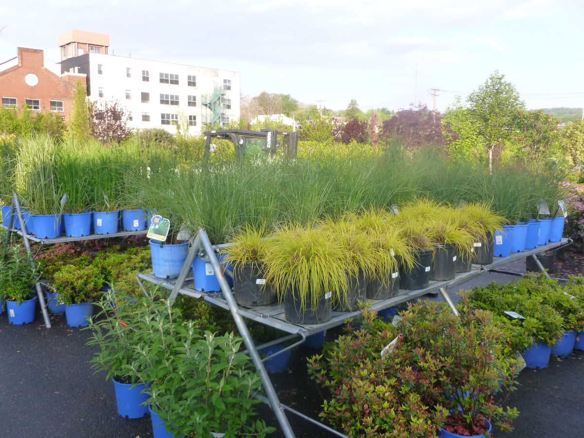 ORNAMENTAL GRASSES -  MID SIZE GROWERS