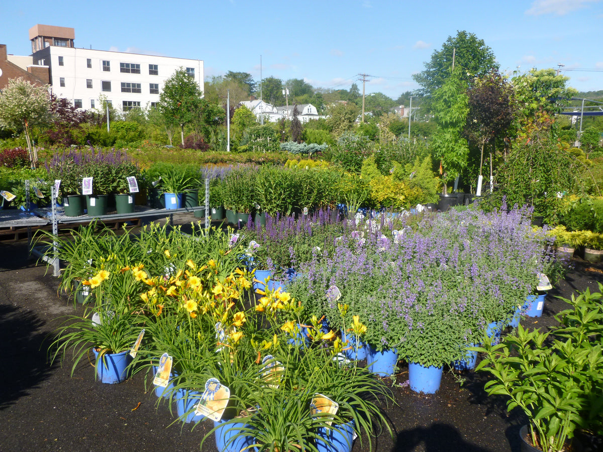 PERENNIAL FLOWERS - FULL SUN