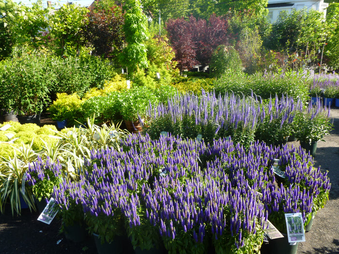 PERENNIAL FLOWERS - LATE SPRING BLOOMING