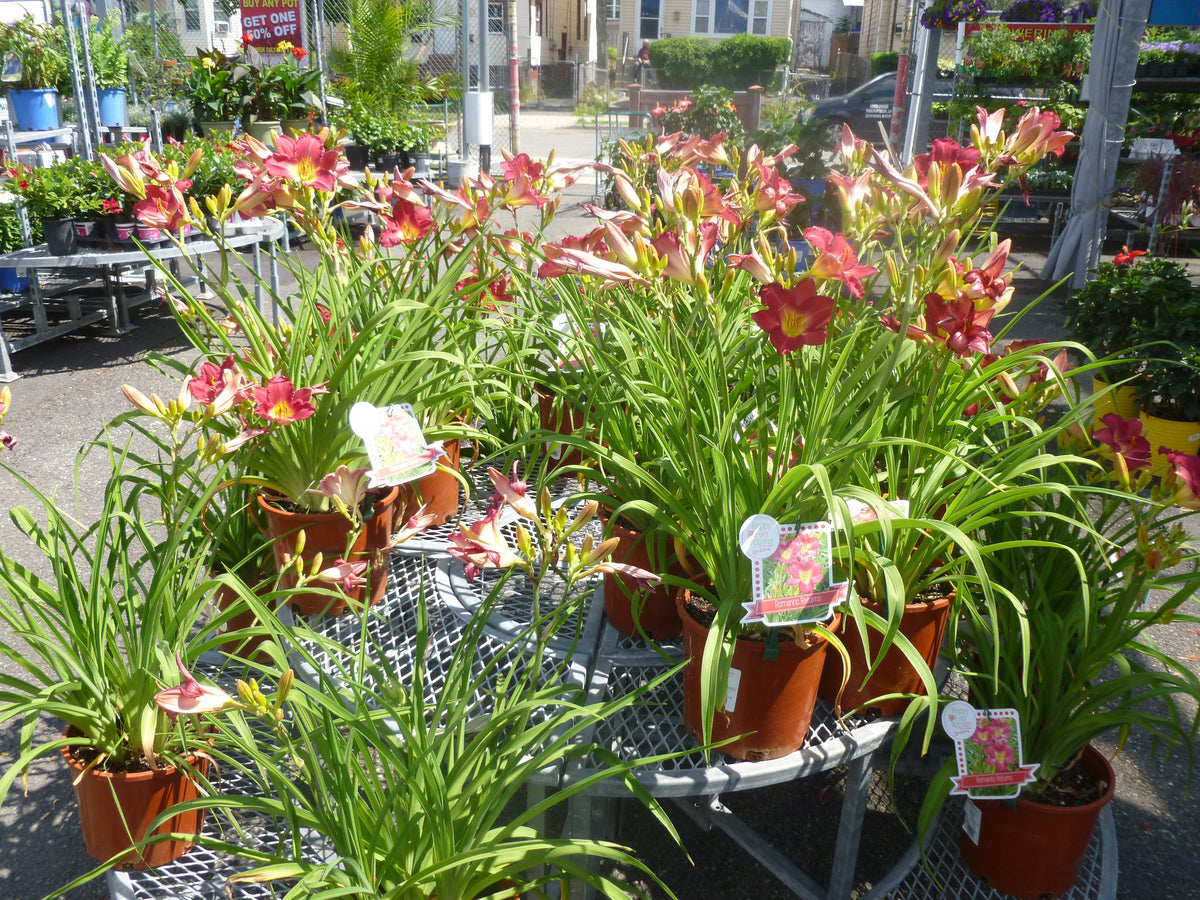 PERENNIAL FLOWERS -  DAYLILLY