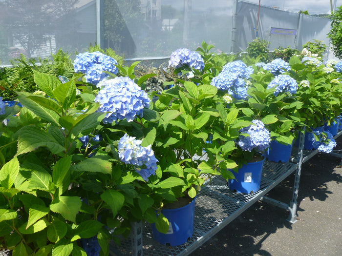 ENDLESS SUMMER RE-BLOOMING HYDRANGEA