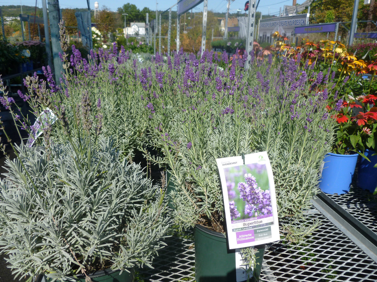 PERENNIAL FLOWERS - LAVENDER