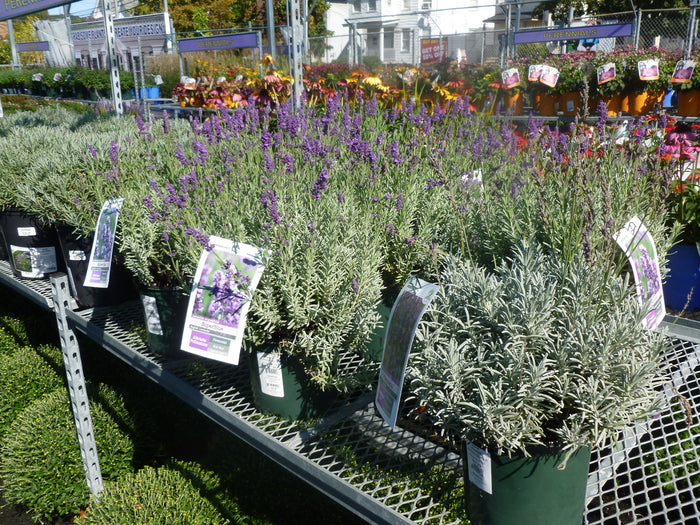 PERENNIAL FLOWERS - LAVENDER