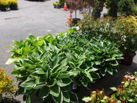 PERENNIAL FLOWER - HOSTA