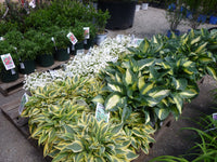 PERENNIAL FLOWER - HOSTA