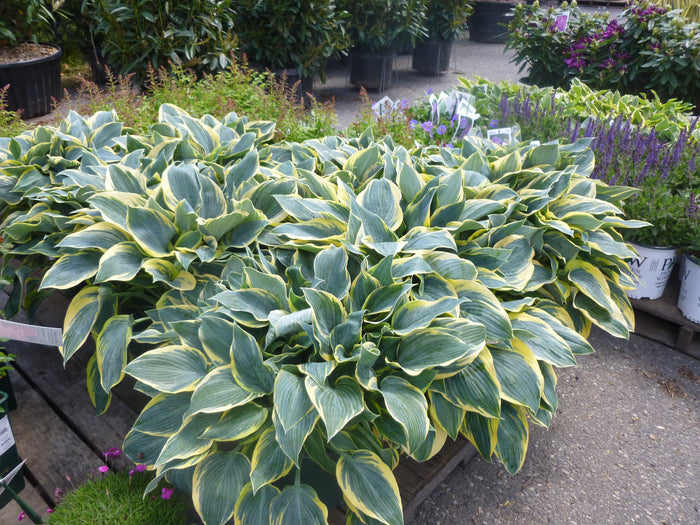 PERENNIAL FLOWER - HOSTA