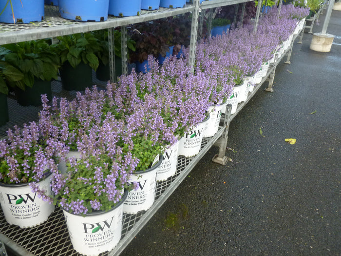 PERENNIAL FLOWERS - CATMINT