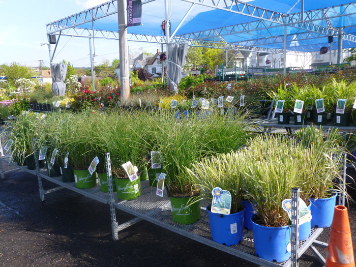 ORNAMENTAL GRASSES - NON INVASIVE