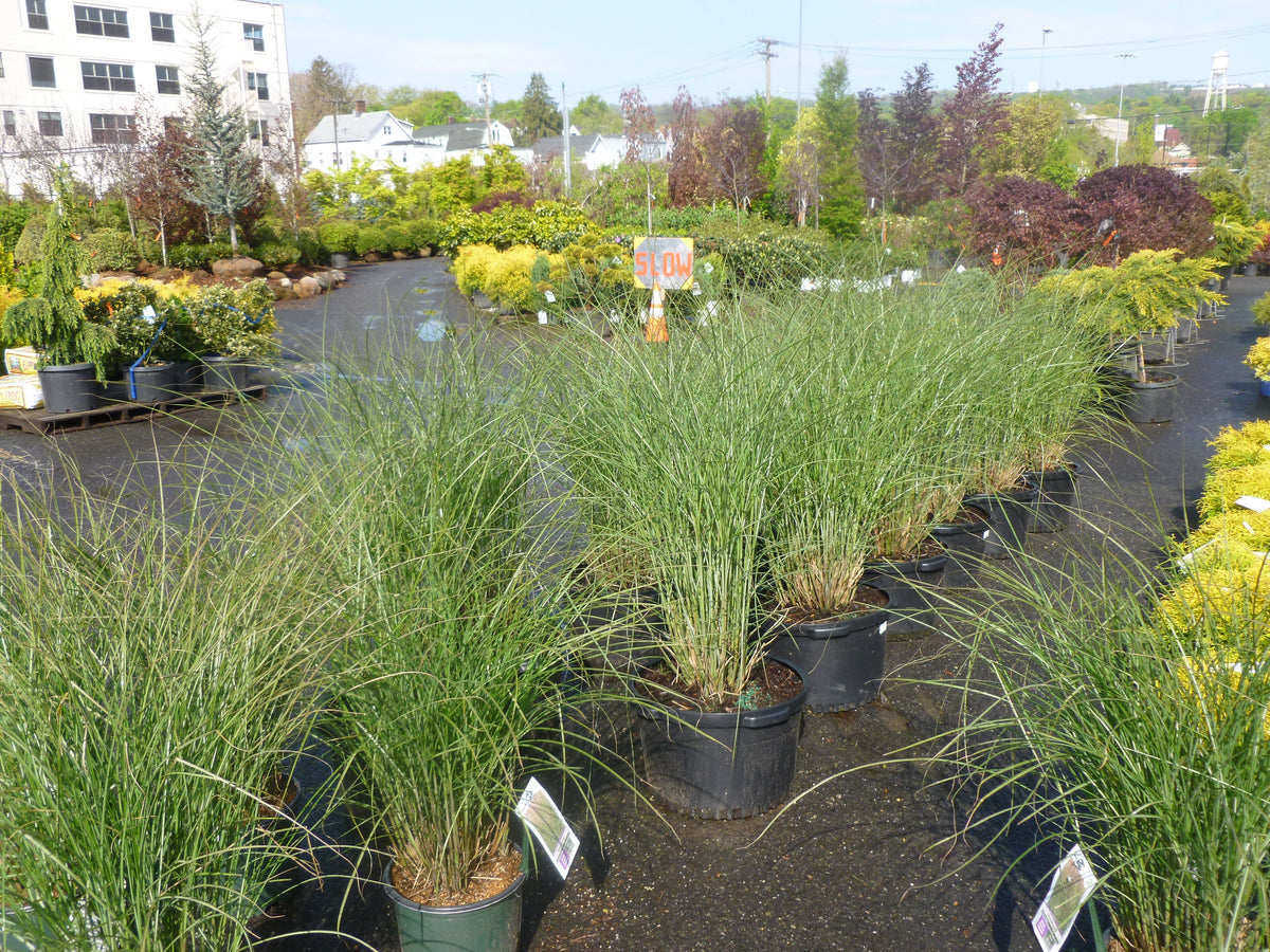 ORNAMENTAL GRASS - TALL GROWERS