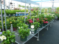 HUGE SELECTION OF REBLOOMING HYDRANGEA