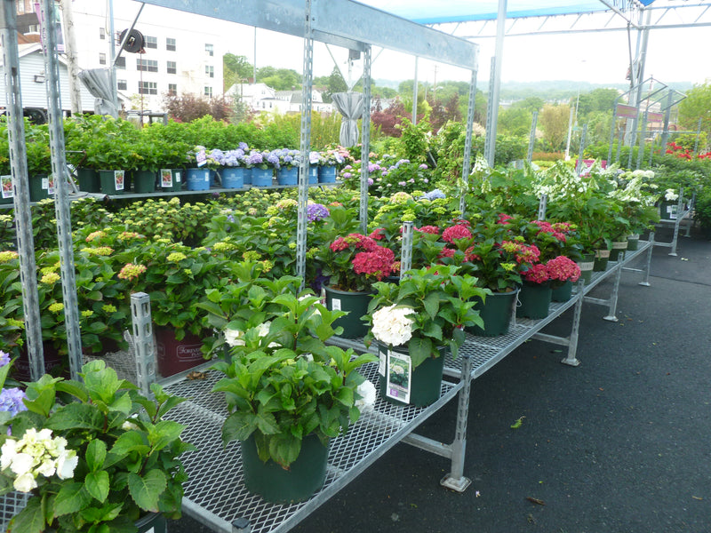 HUGE SELECTION OF REBLOOMING HYDRANGEA