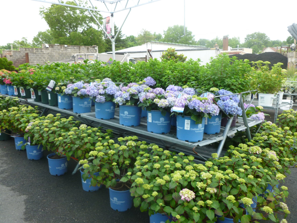 HUGE SELECTION OF REBLOOMING HYDRANGEA