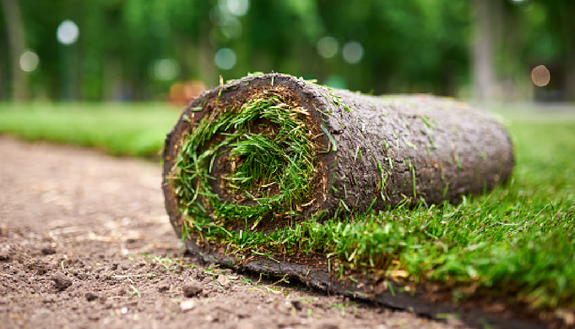 Premium Blue Grass Blend Sod