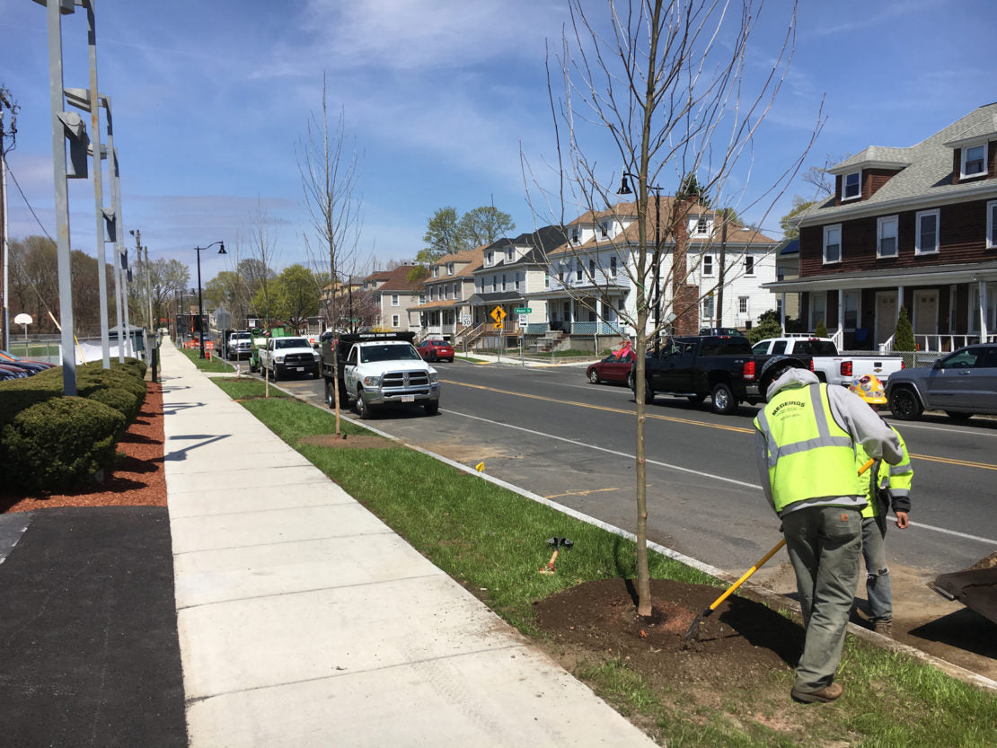 STREET TREES FOR TOWNS