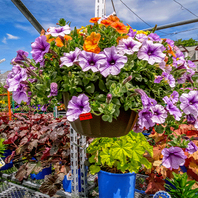 HANGING BASKETS - YOU HAVE TO LOVE THEM!