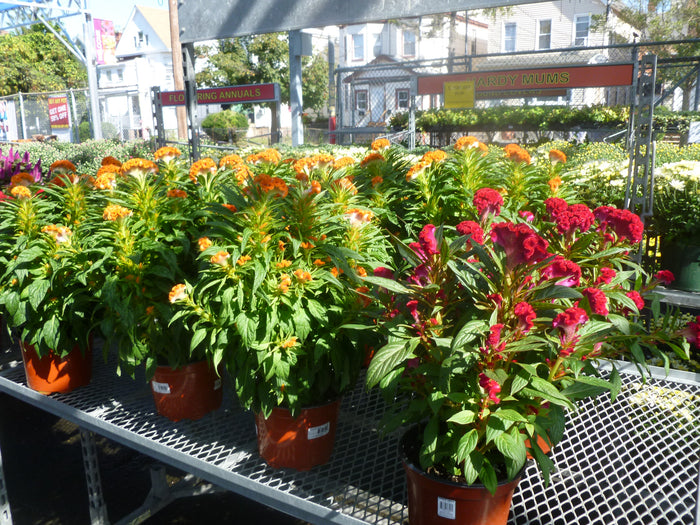 LARGE POTTED ANNUAL FLOWERS