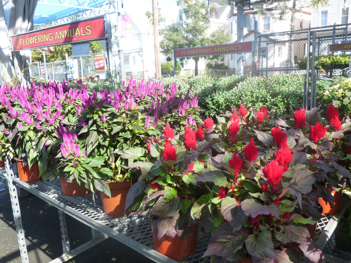 POTTED ANNUAL FLOWERS