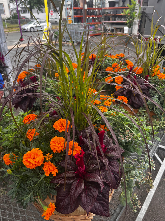 COMBO PLANTERS  - PERFECT FOR SUN AND SHADE