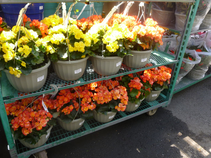 HANGING BASKETS - BEGONIA BASKETS