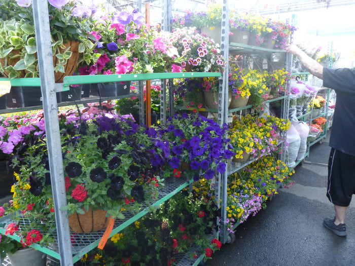 HANGING BASKETS - BIG COCO BASKETS