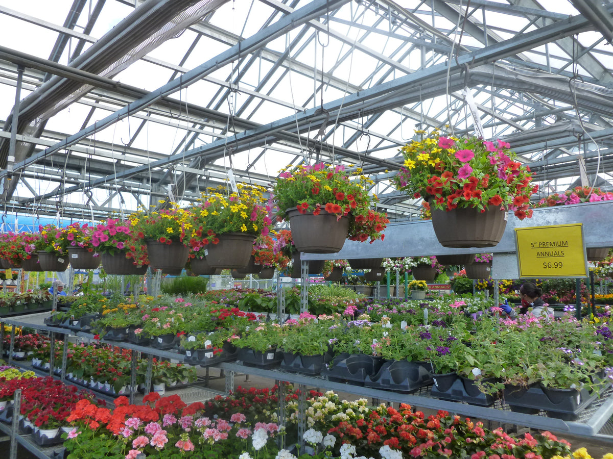 HANGING BASKETS - WITH TROPICALS