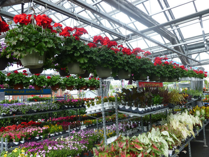 HANGING BASKETS - CLASSIC STYLE GERANIUMS