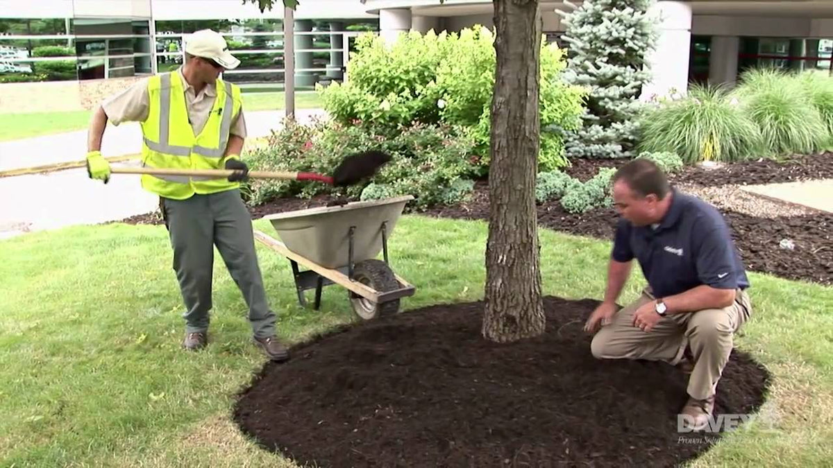 TREE PLANTING