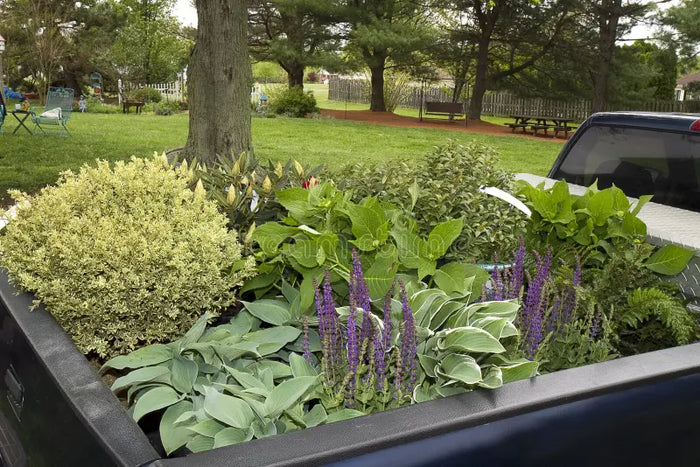 TRUCK LOAD OF SHRUBS AND PERENNIAL FLOWERS