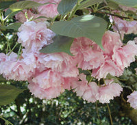 Pink Flowering Cherry Tree