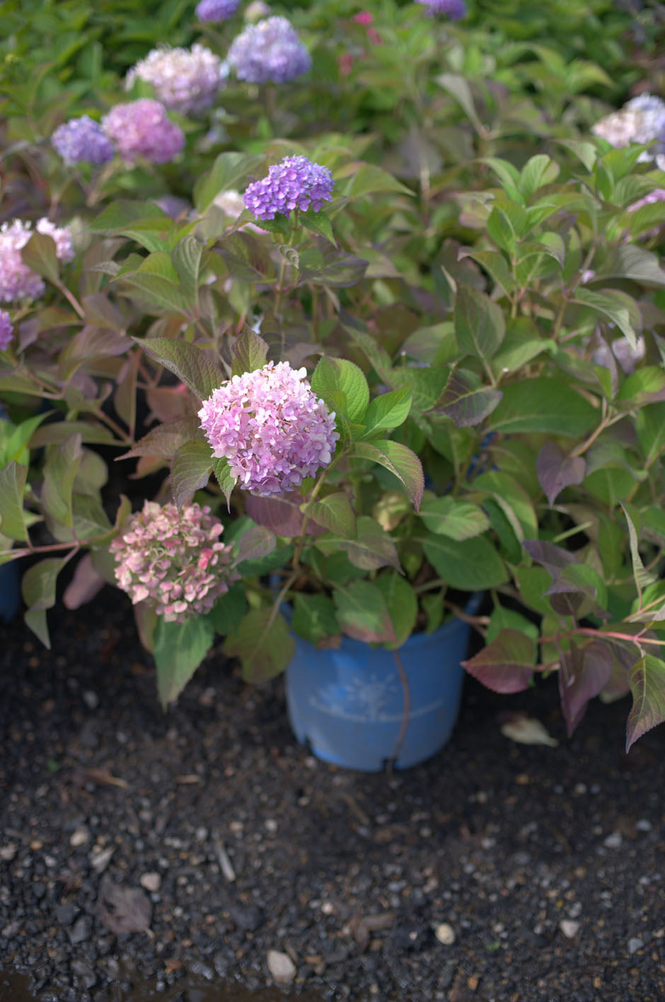 ENDLESS SUMMER RE-BLOOMING HYDRANGEA