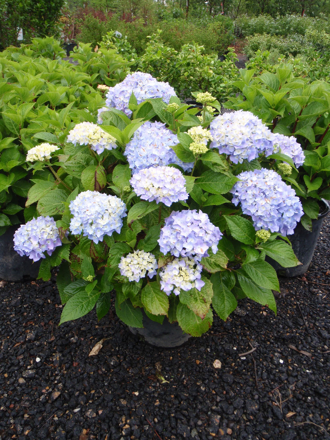 ENDLESS SUMMER RE-BLOOMING HYDRANGEA