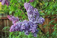 SCENTERA BLUE FRAGRANT LILAC