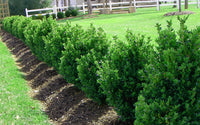 GREEN MOUNTAIN BOXWOOD