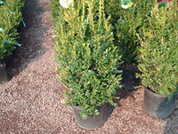 GREEN MOUNTAIN BOXWOOD