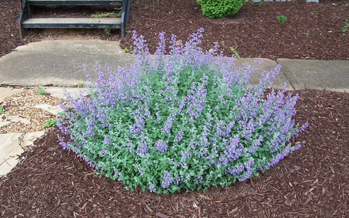 CATMINT – Orange Garden Center