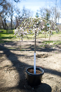 WHEEPING WHITE FLOWERING CHERRY TREE