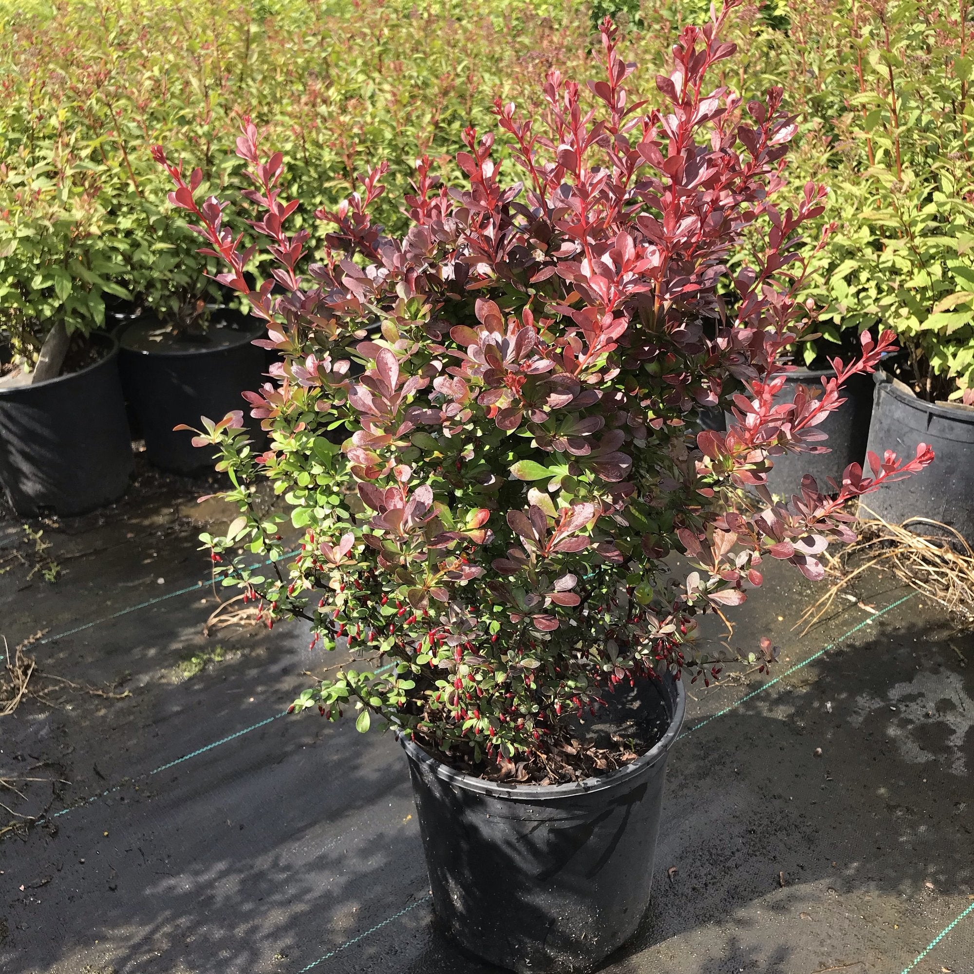 CRIMSON BARBERRY – Orange Garden Center