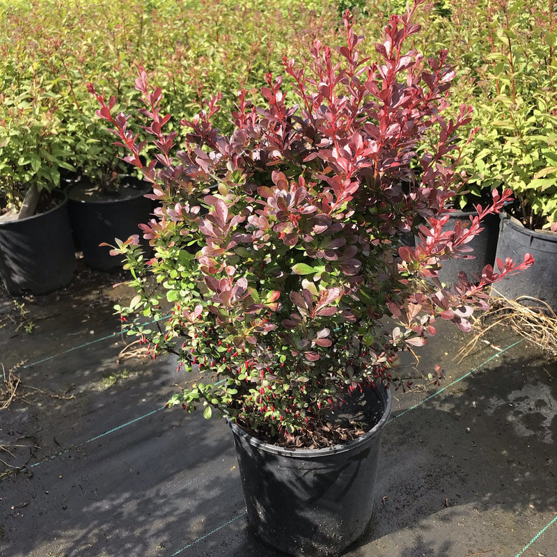 CRIMSON BARBERRY