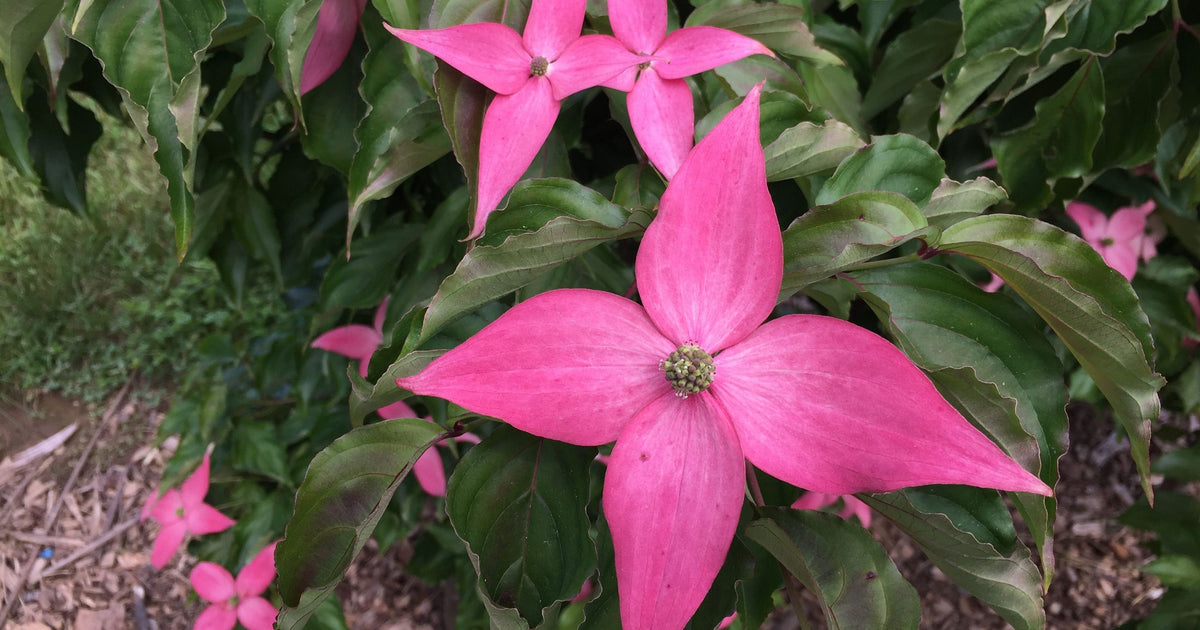 PINK DOGWOOD TREE